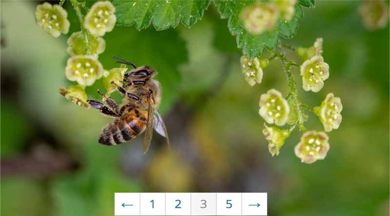 How to add Pagination in Next Js